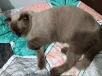 Scottish fold blue point