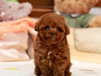 KAPIDA ÖDEMELİ TOY POODLE BEBEKLERİM