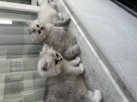Yavrularımın British Longhair Yavruşları