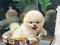 Teddy Bear Pomeranian Boo Yavrularımız