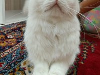 British longhair 1.5 yaş dişi