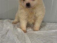 Erkek Pomeranian Yakışıklı Mı Yakışıklı