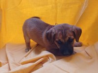 BİRBİRİNDEN GÜZEL FİNO KÖPEKLER