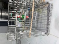 Dişi ve erkek muhabbet kuşu