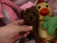 Kore poodle toy poodle