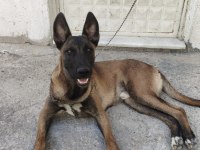 Sahibinden sahiplendirilecek malinois