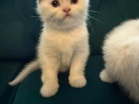 Safkan british ve scottish fold kediler