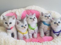 Bu kalite hiçbir yerde yok! Silver beitish shorthair 
