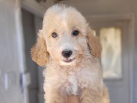 Maltipoo Bebekler