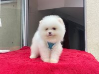 Irk ve Sağlık Garantili Pomeranian Boo
