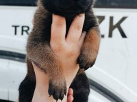 Belçika malinois YAVRULARIMIZ IRK GARANTİLİDİR
