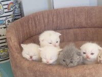 ANNE ALTINDAN VETERİNER HEKİM KONTROLLÜ KEDİLER