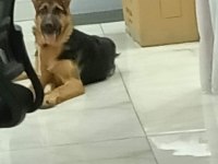 7 aylık safkan alman kurdu rex (dişidir)