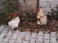 2 adet horoz tavukla takas olur