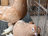 Özbek taklacı güvercinleri (Sarı-beyaz çift tepeli)