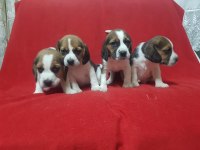 A Klass Beagle Yavrularımız.