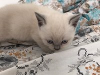 KOCA KAFA BRİTİSH YAVRU KEDİLER