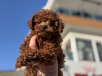 Yasal ruhsatlı çiftlikden toy poodle yavrularımız