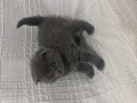 Safkan A kalite Yavrular Scottish Fold Erkek