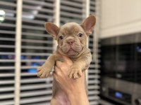 Show kalite egzotik fransız bulldog