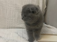 Oyuncu akıllı 2 aylık A kalite scottish fold
