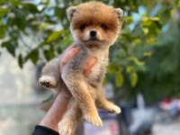 Pomeranian boo traşlı