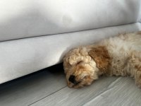 Apricot Toy Poodle Dişi Yavrumuz