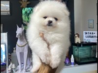 Kartopu Pomeranian Dişi Yavrumuz