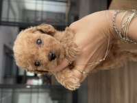 Evde doğmuş erkek ve kız toy Poodle yavruları