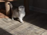 Show Kalite Scottish Fold Blue Point Yavrumuz