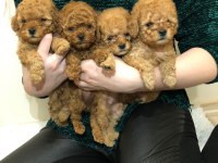 Orjlnal TOY POODLE KORE (minik kalan) bebekler