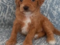 A KALİTE ŞECERELİ MALTİPOO YAVRULARIMIZ