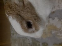 Erkek Tavşanıma Eş Arıyorum