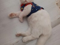 Safkan beyaz mavi göz scottish fold