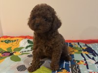 Kore Poodle Dişi