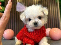 ÇOK GÜZEL MALTESE BEBEKLER