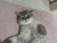 Bluepoint dişi british shorthair kedimiz