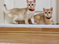 British Shorthair Ny11 Dişi ve Erkek Yavrular
