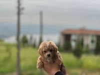 Maltipoo Bebekler