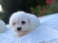 Kar beyaz maltese yavrular