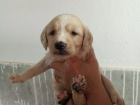 Golden yavrular ırk ve sağlık garantilidir