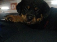 Koca kafalı safkan rottweiler yavruları