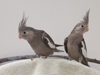 3 Aylık Sultan Papağanı