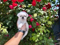 ORİJİNAL ÖZEL RENK PUG MOPS BEBEKLER