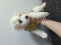 Maltese terrier iki aylık