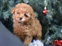 MİNİK TOY POODLE KOCAMAN MUTLULUK