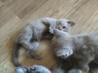 Mavi gözlü British shorthair yavrular sahiplendirilcektir