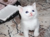 Mavi Gözlü British Shorthair yavrumuz