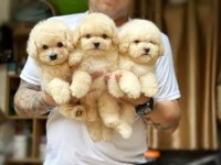 MALTİPOO BEBEKLERİMİZ