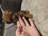 Orjinal kore poodle